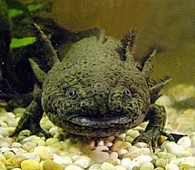 Axolotl, Foto: Haus der Natur - Cismar