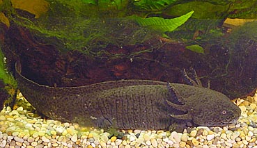 axolotl2.jpg (47202 Byte)