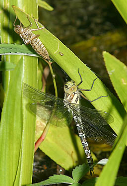 Foto: Libelle mit Larvenhaut am Teich beim "Haus der Natur"