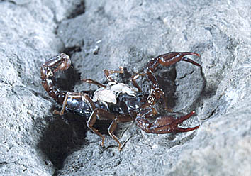 Skorpion, Foto: Haus der Natur - Cismar