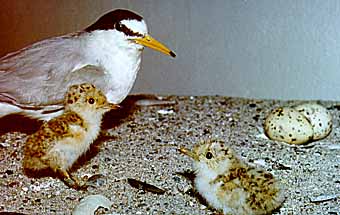 Zwergseeschwalbe, Museumspräparate, Foto: Haus der Natur - Cismar