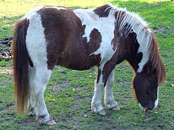 Pony, Foto: Haus der Natur - Cismar