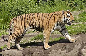 Tiger, Foto: Sylvia Reeckmann