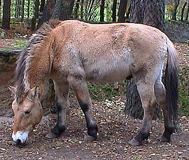 Przewalski-Pferd, Foto: V. Wiese